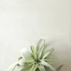 Tillandsia Xerographic