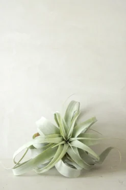 Tillandsia Xerographic