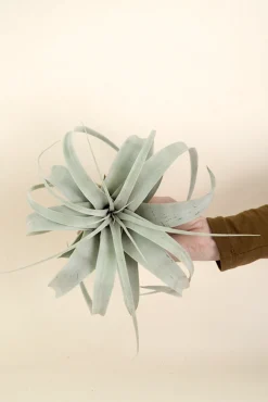 Tillandsia Xerographic
