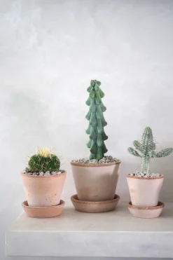 Titty - Myrtillocactus geometrizans